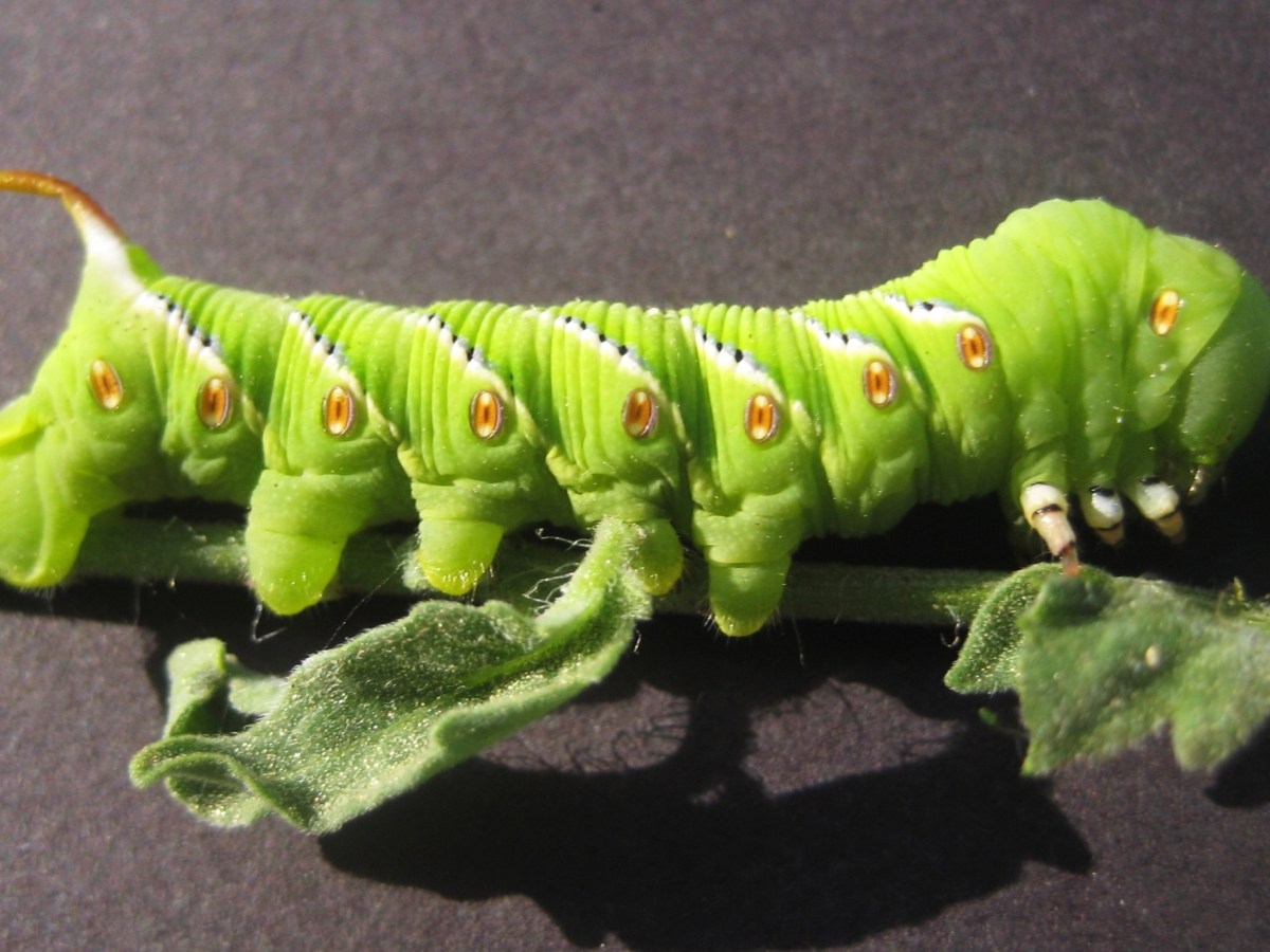 Élevage amateur de Vers&nbsp;Goliath